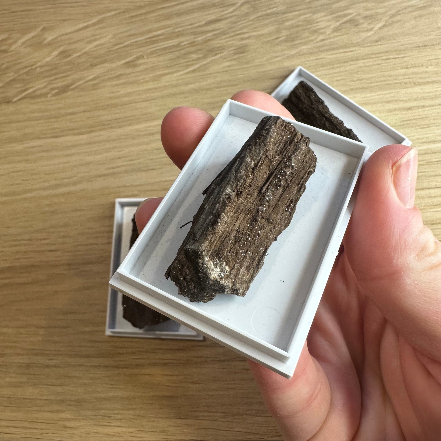 Fossilt Træ med Kvarts Druzy