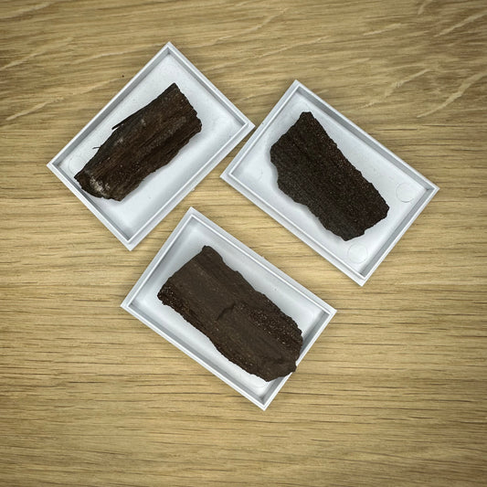 Fossilt Træ med Kvarts Druzy